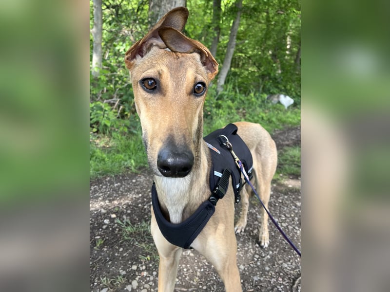 Traumhund Sally sucht ein Zuhause