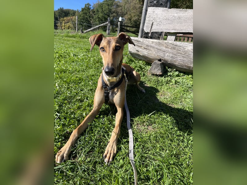 Traumhund Sally sucht ein Zuhause