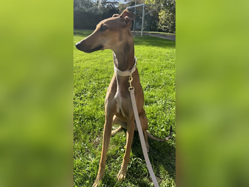 Traumhund Sally sucht ein Zuhause