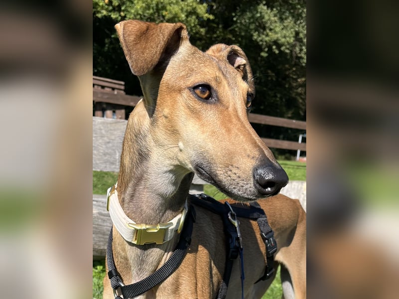 Traumhund Sally sucht ein Zuhause