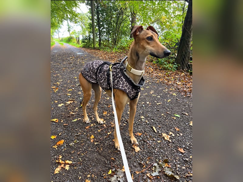 Traumhund Sally sucht ein Zuhause