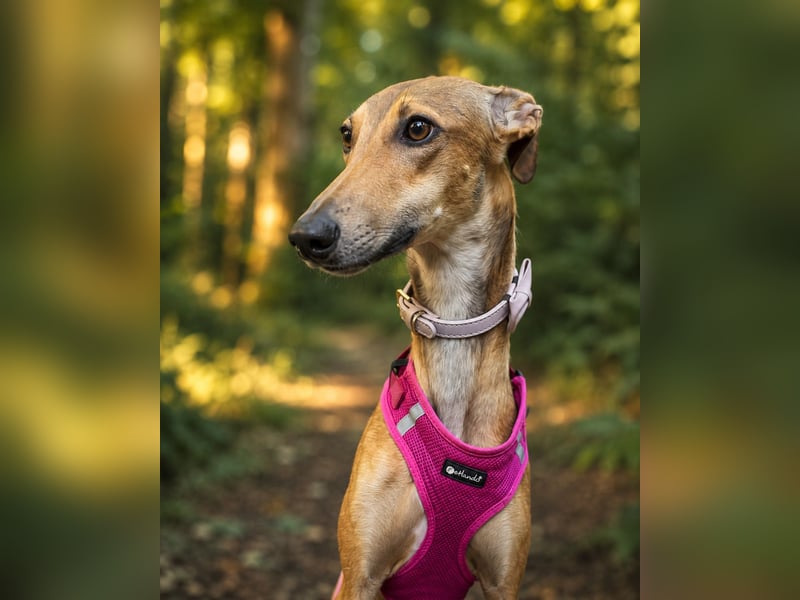 Windhund Sally sucht ein Zuhause