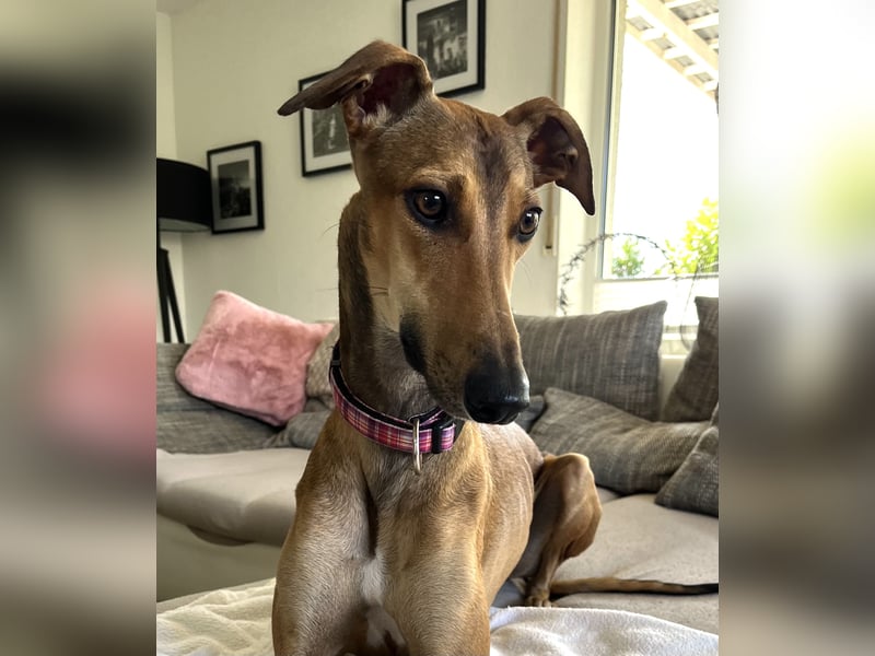 Traumhund Sally sucht ein Zuhause