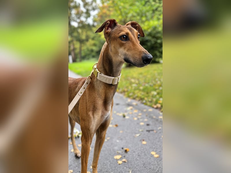 Traumhund Sally sucht ein Zuhause