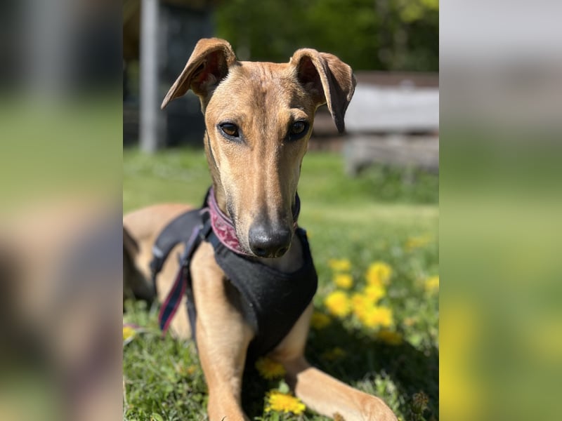 Windhund Sally sucht ein Zuhause