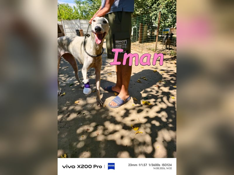 Iman geb. 09/2025 (RO) Freundliche Hündin sucht ihr Glück