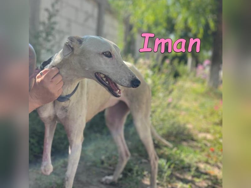 Iman geb. 09/2025 (RO) Freundliche Hündin sucht ihr Glück