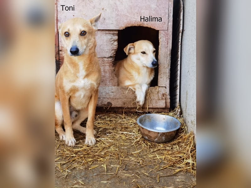 Halima, ängstlich aber lieb