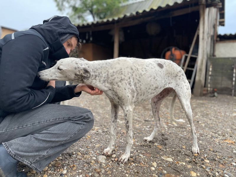 SOLITA sucht ein Zuhause SOLITA sucht ein Zuhause