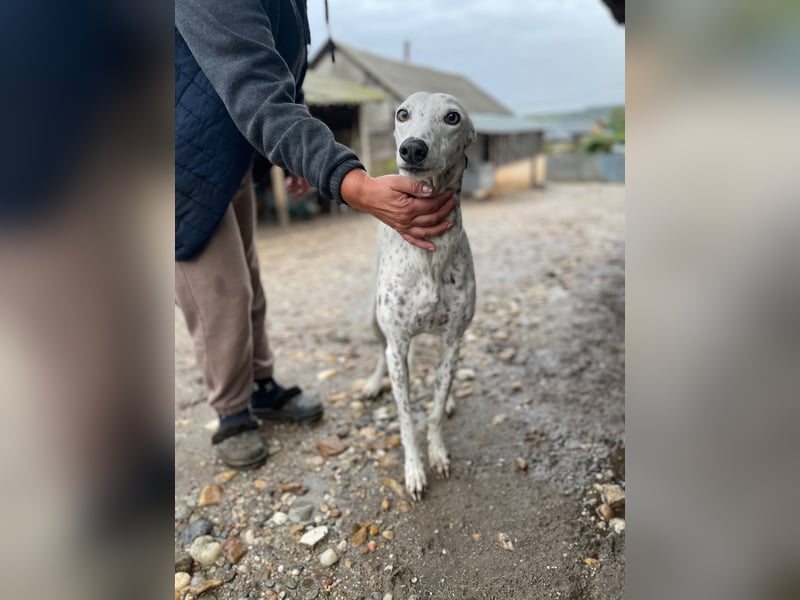 SOLITA sucht ein Zuhause SOLITA sucht ein Zuhause