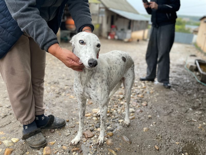 SOLITA sucht ein Zuhause SOLITA sucht ein Zuhause