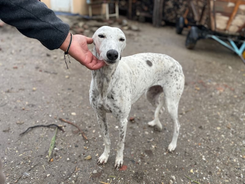 SOLITA sucht ein Zuhause SOLITA sucht ein Zuhause