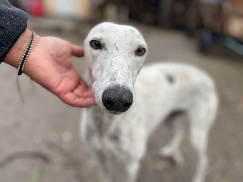 SOLITA sucht ein Zuhause SOLITA sucht ein Zuhause