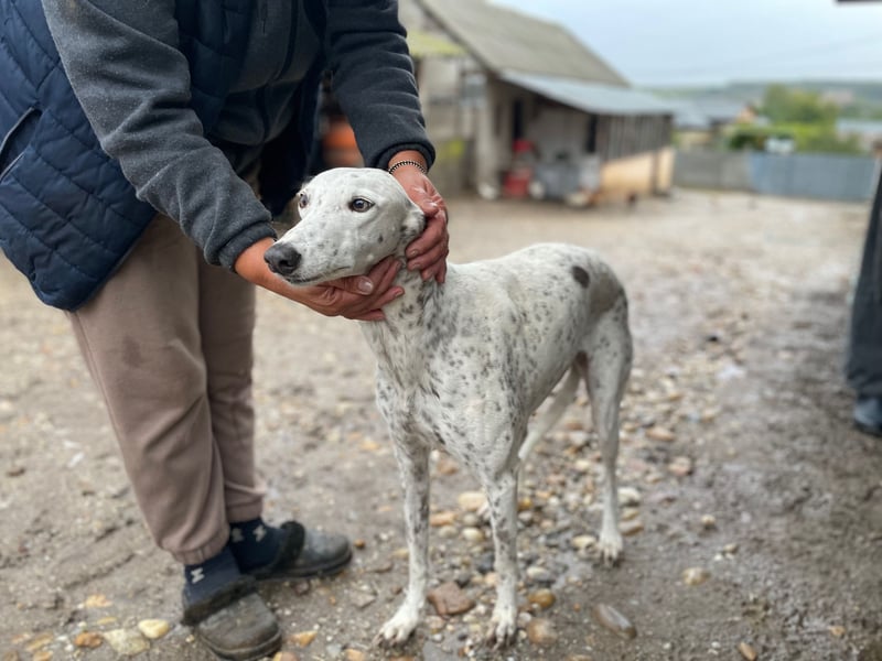 SOLITA sucht ein Zuhause SOLITA sucht ein Zuhause