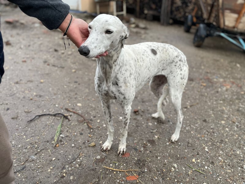 SOLITA sucht ein Zuhause SOLITA sucht ein Zuhause