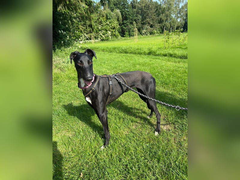 Smartie sucht ein liebevolles Zuhause