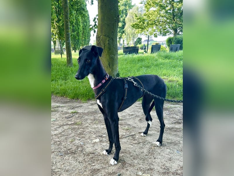Smartie sucht ein liebevolles Zuhause