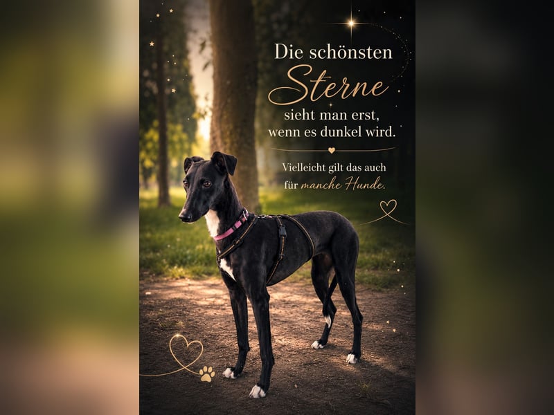 Smartie sucht ein liebevolles Zuhause