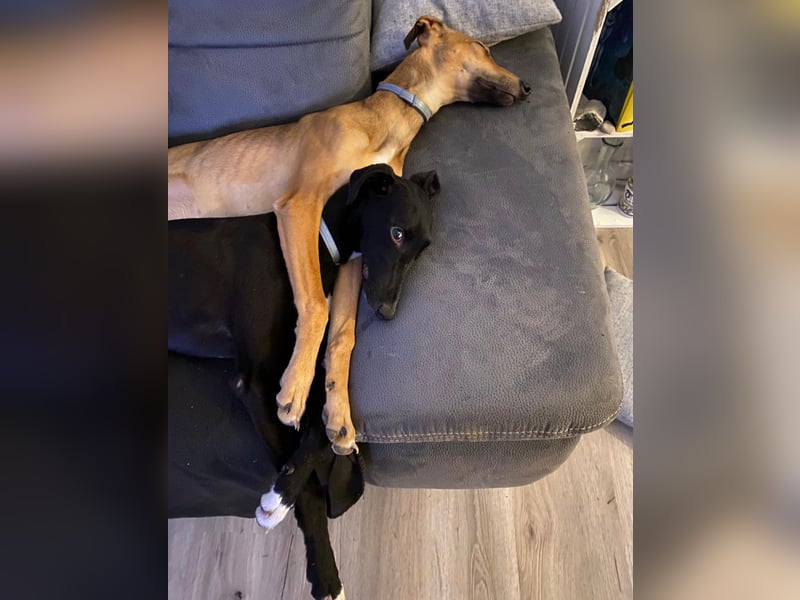 Smartie sucht ein liebevolles Zuhause