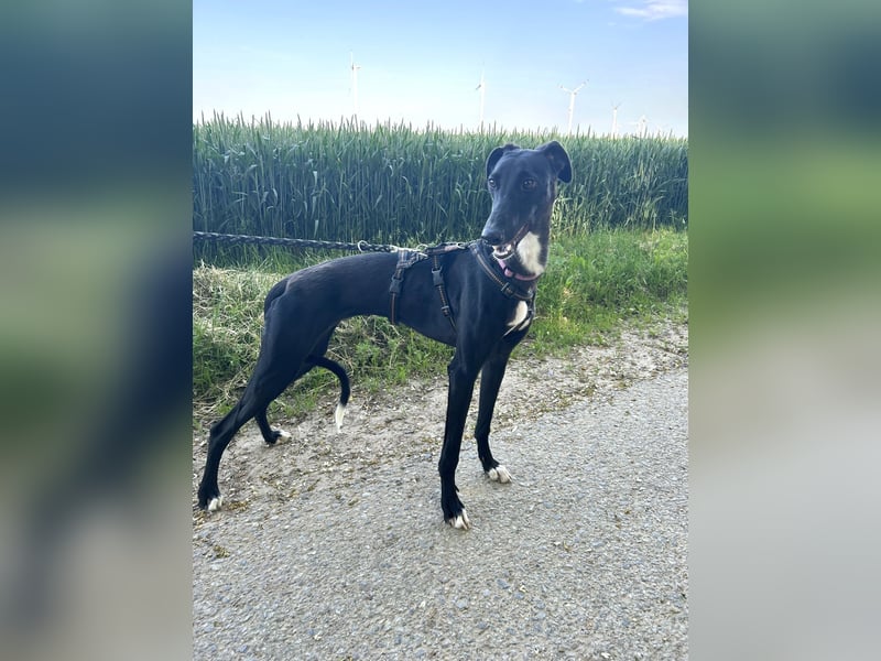 Smartie sucht ein liebevolles Zuhause