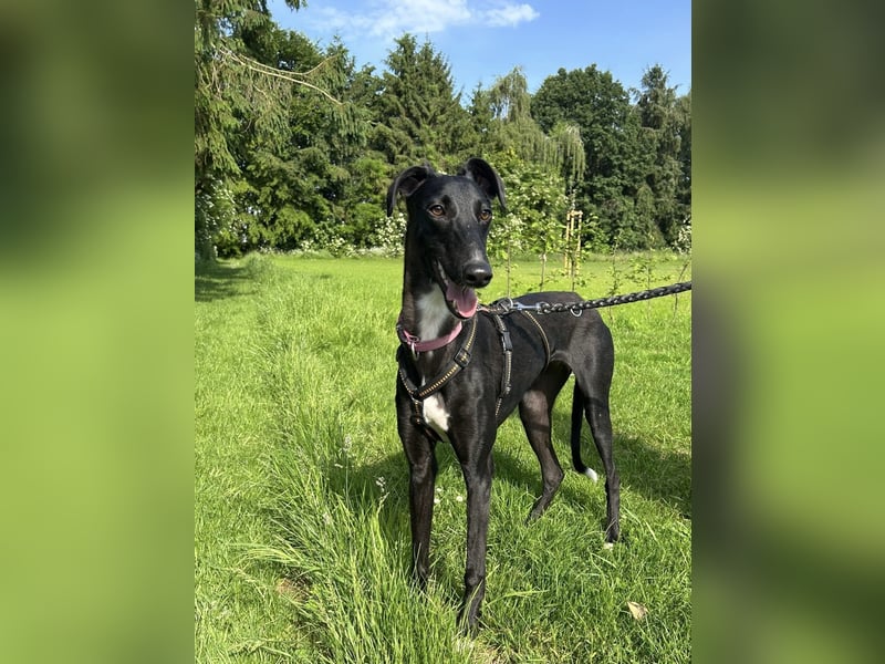 Smartie sucht ein liebevolles Zuhause
