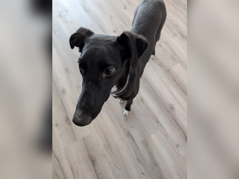 Smartie sucht ein liebevolles Zuhause