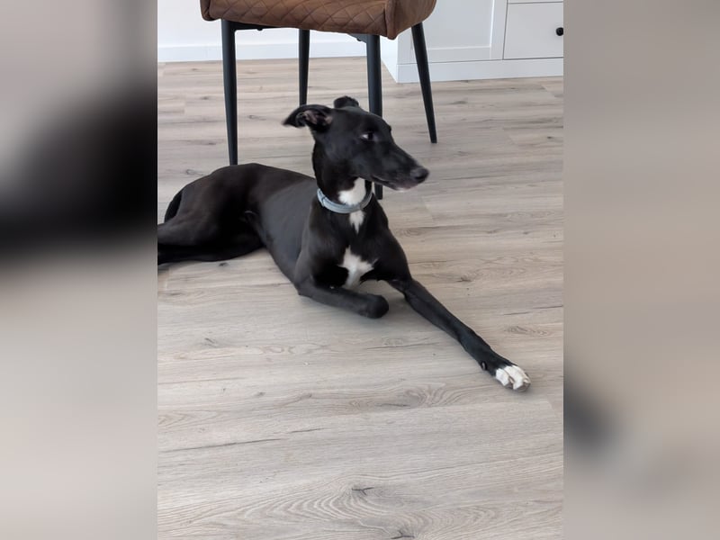 Smartie sucht ein liebevolles Zuhause