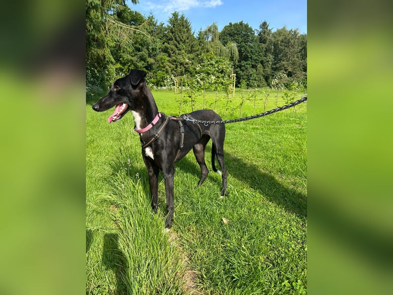 Smartie sucht ein liebevolles Zuhause