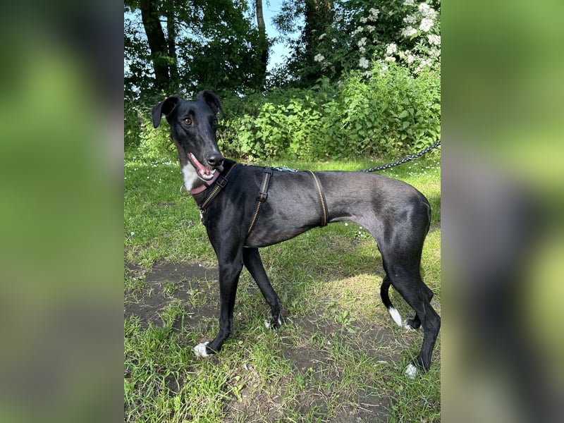 Smartie sucht ein liebevolles Zuhause