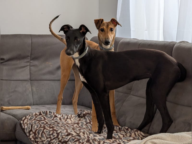 Sally sucht ein liebevolles Zuhause