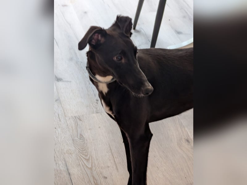 Smartie sucht ein liebevolles Zuhause