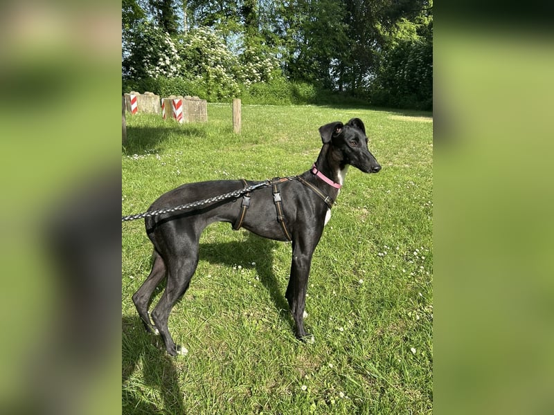 Smartie sucht ein liebevolles Zuhause