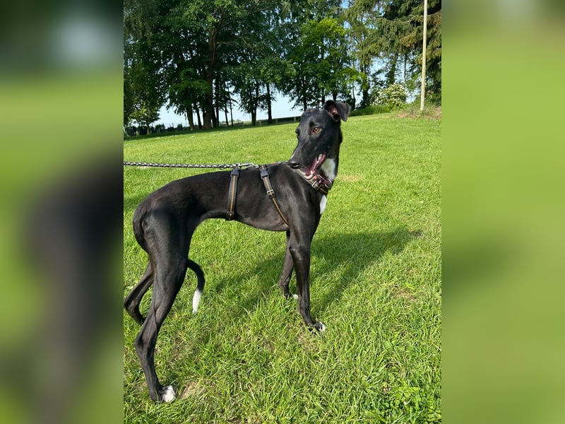 Smartie sucht ein liebevolles Zuhause