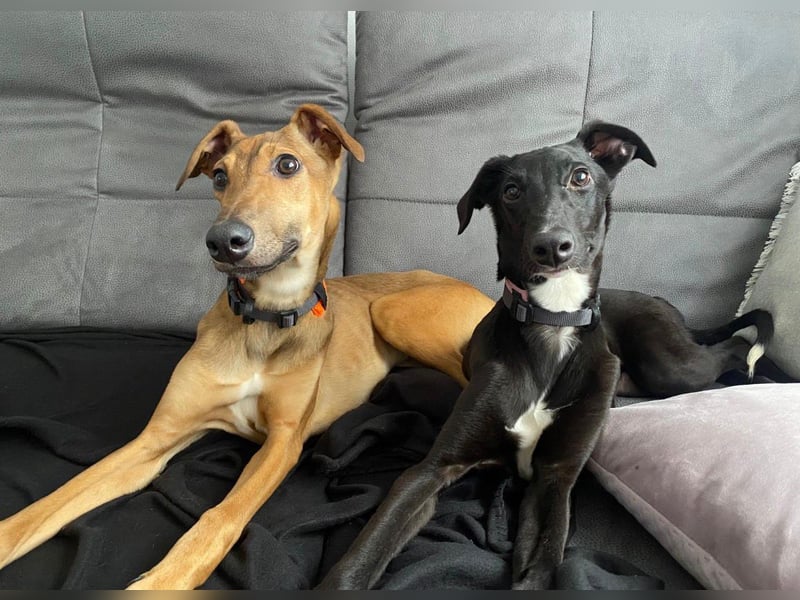 Sally sucht ein liebevolles Zuhause