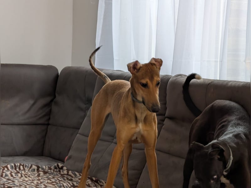 Sally sucht ein liebevolles Zuhause