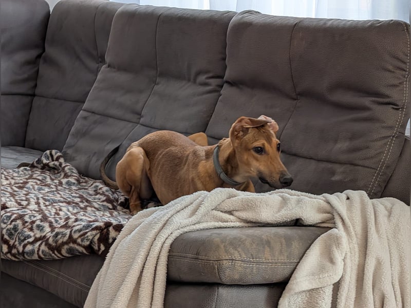 Sally sucht ein liebevolles Zuhause