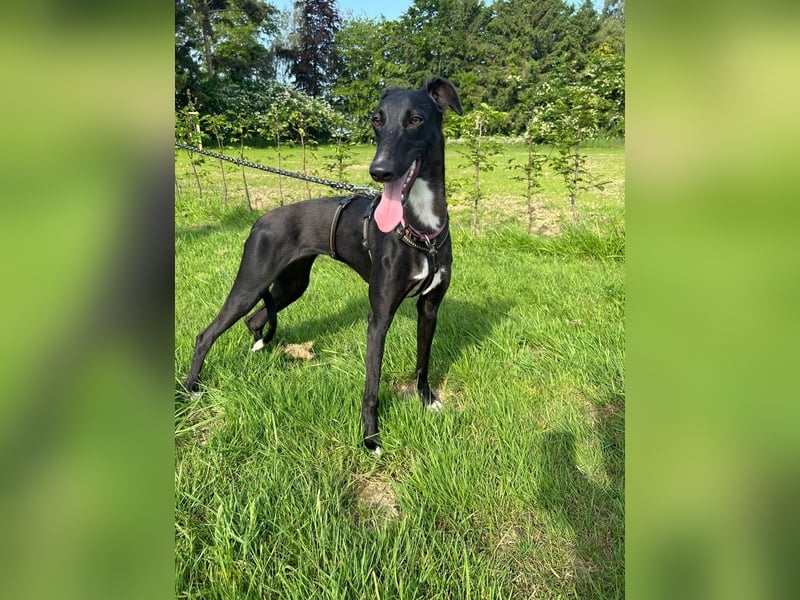 Smartie sucht ein liebevolles Zuhause