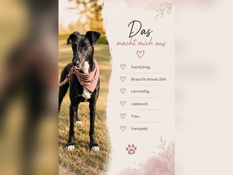 Smartie sucht ein liebevolles Zuhause