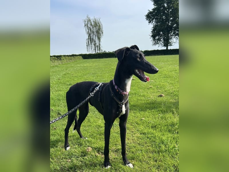 Smartie sucht ein liebevolles Zuhause