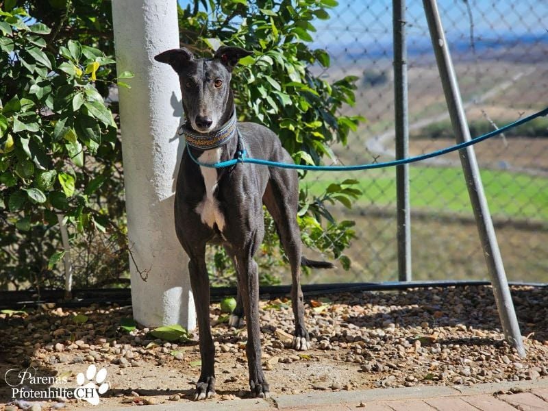 Kobold ist offen, neugierig und menschenbezogen