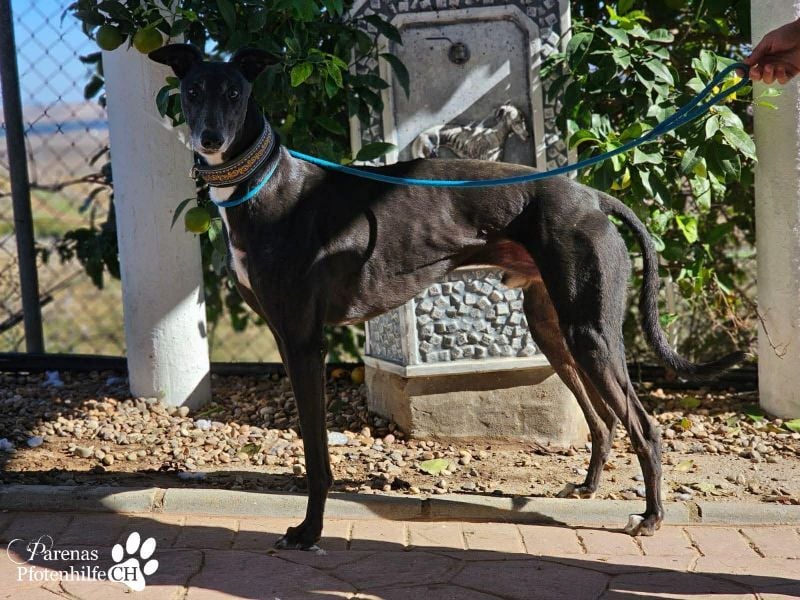 Kobold ist offen, neugierig und menschenbezogen