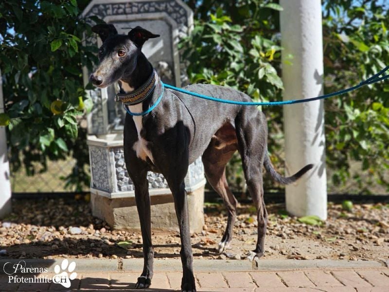 Kobold ist offen, neugierig und menschenbezogen