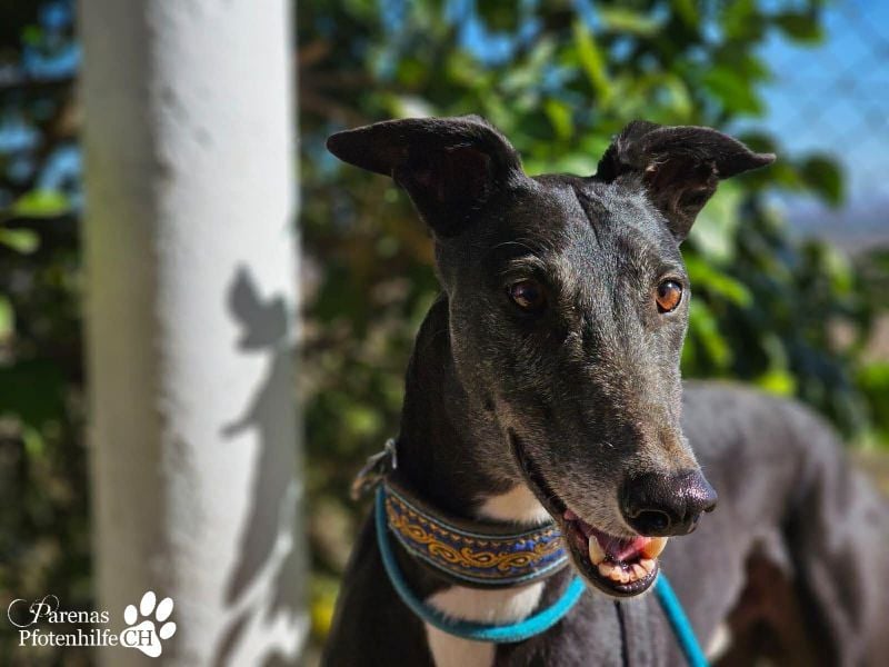 Kobold ist offen, neugierig und menschenbezogen