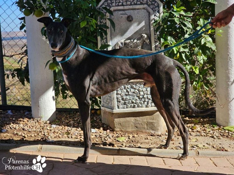 Kobold ist offen, neugierig und menschenbezogen