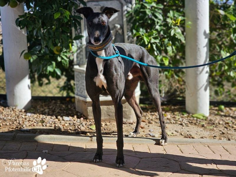 Kobold ist offen, neugierig und menschenbezogen