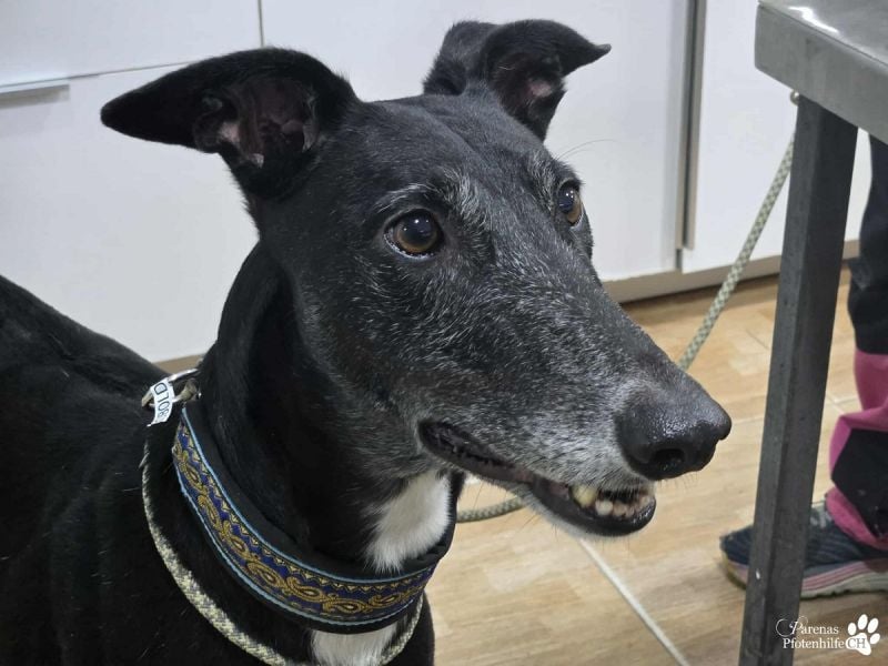 Kobold ist offen, neugierig und menschenbezogen