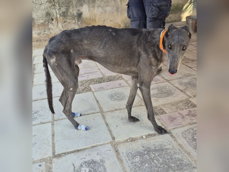 Buddy - wunderschöner Greyhound sucht sein Zuhause
