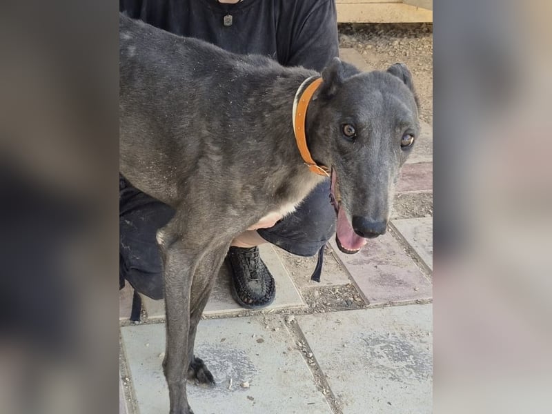 Buddy - wunderschöner Greyhound sucht sein Zuhause