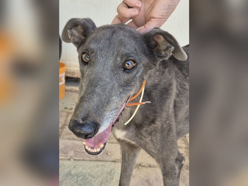 Buddy - wunderschöner Greyhound sucht sein Zuhause