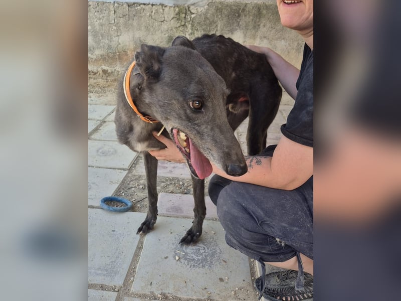 Buddy - wunderschöner Greyhound sucht sein Zuhause